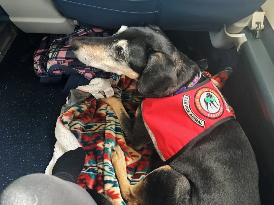 Service animal in flight.png