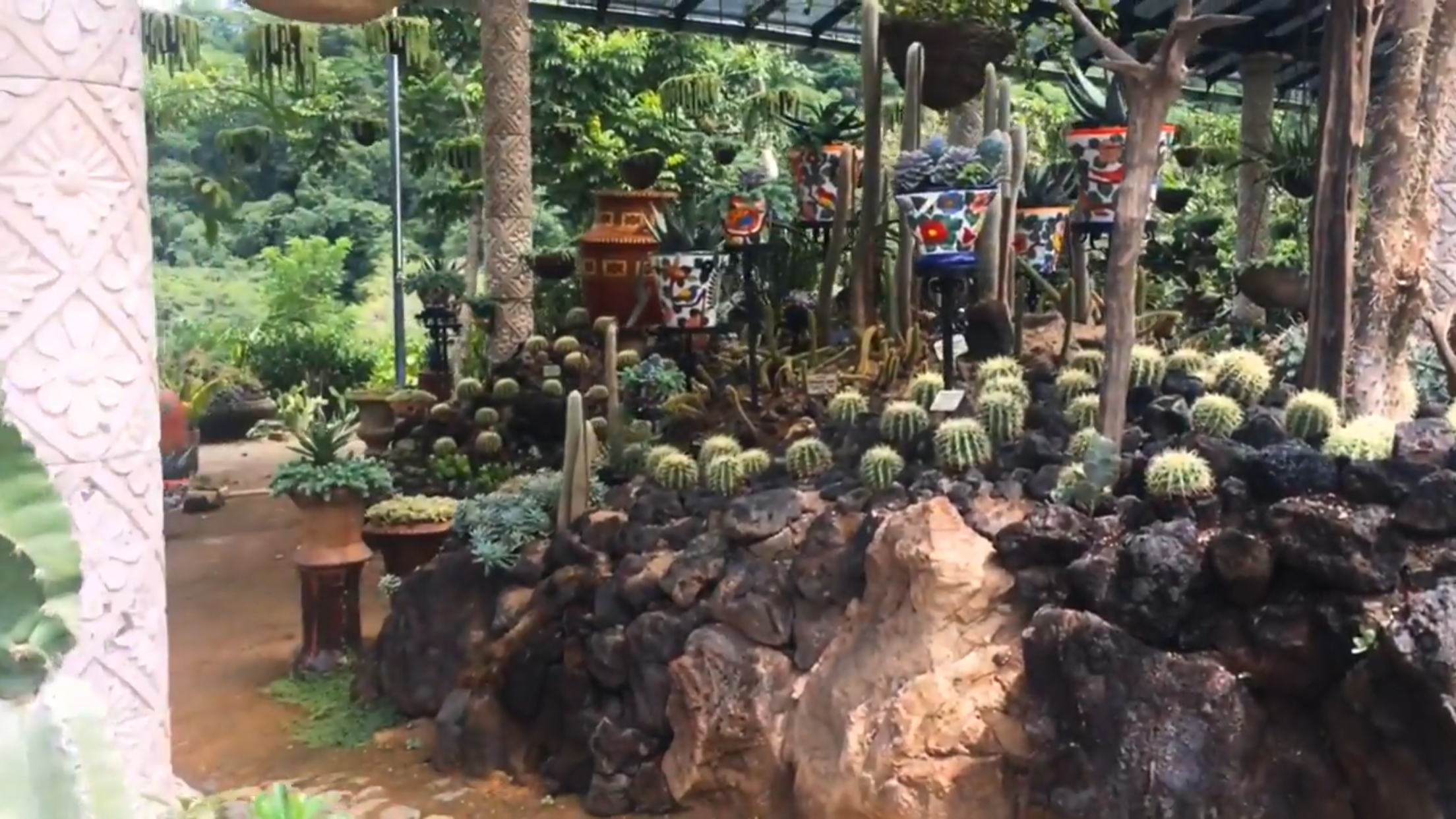Cacti display at botanical gardens on My Deztination cultural nature tour.