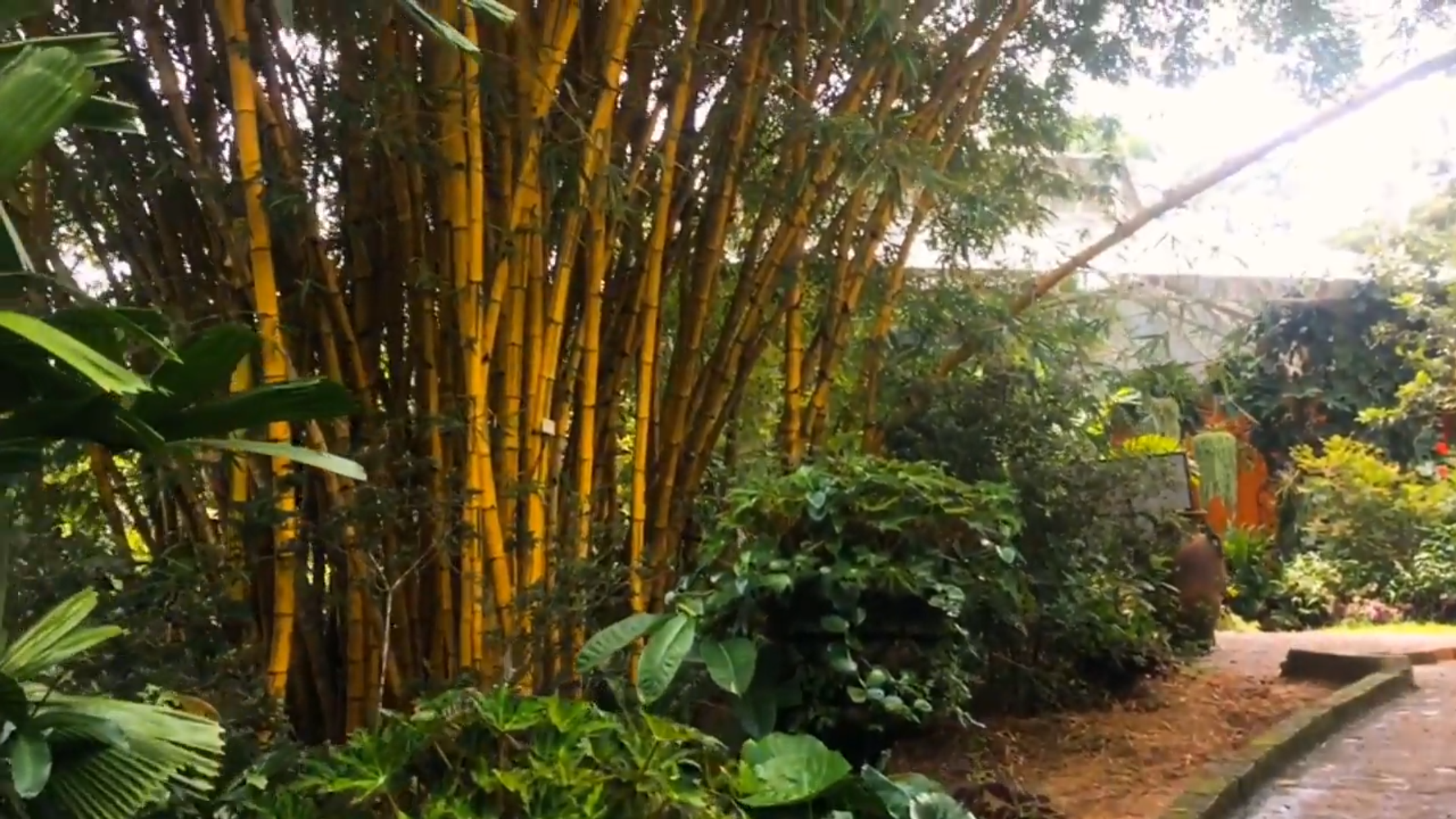 Bamboo and tropical plants in Puerto Vallarta Botanical Gardens, My Deztination.