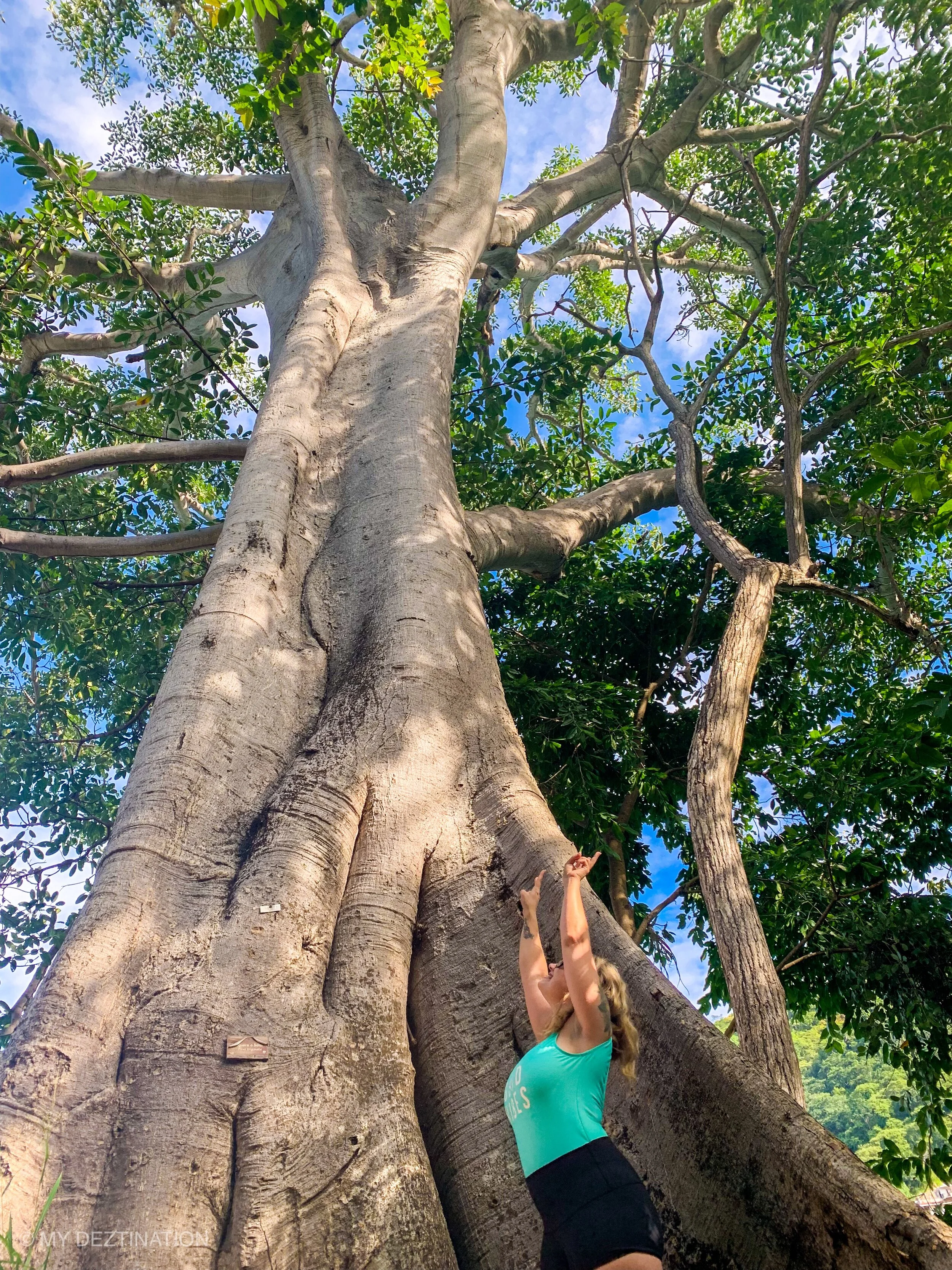 Guest gazing up at tall jungle tree during guided Las Ánimas hike.