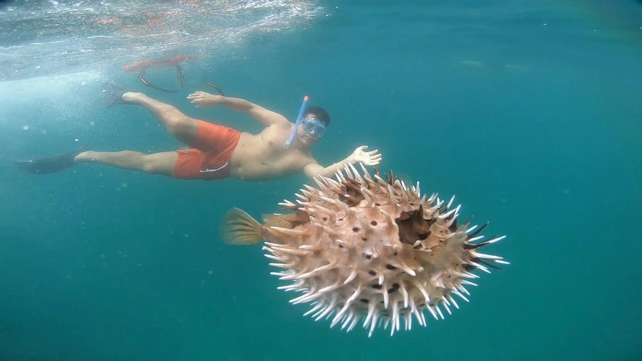 Guest diving underwater with snorkel beside large puffer fish at Los Arcos.
