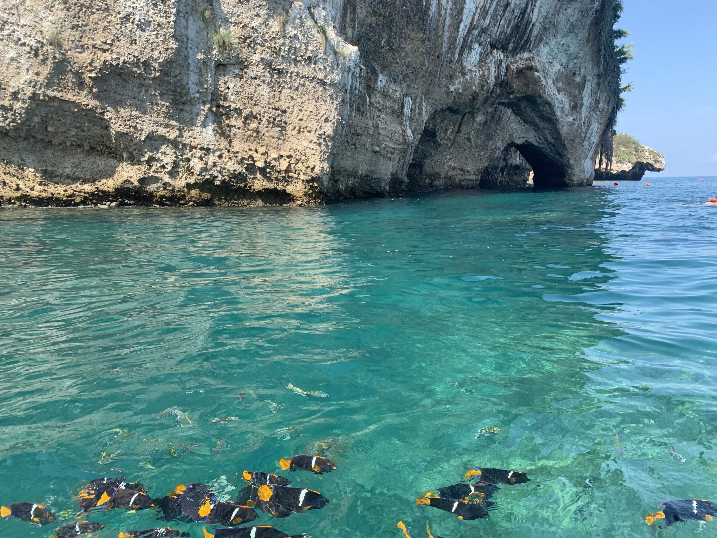 Tropical fish swimming in clear water with Los Arcos in the background.
