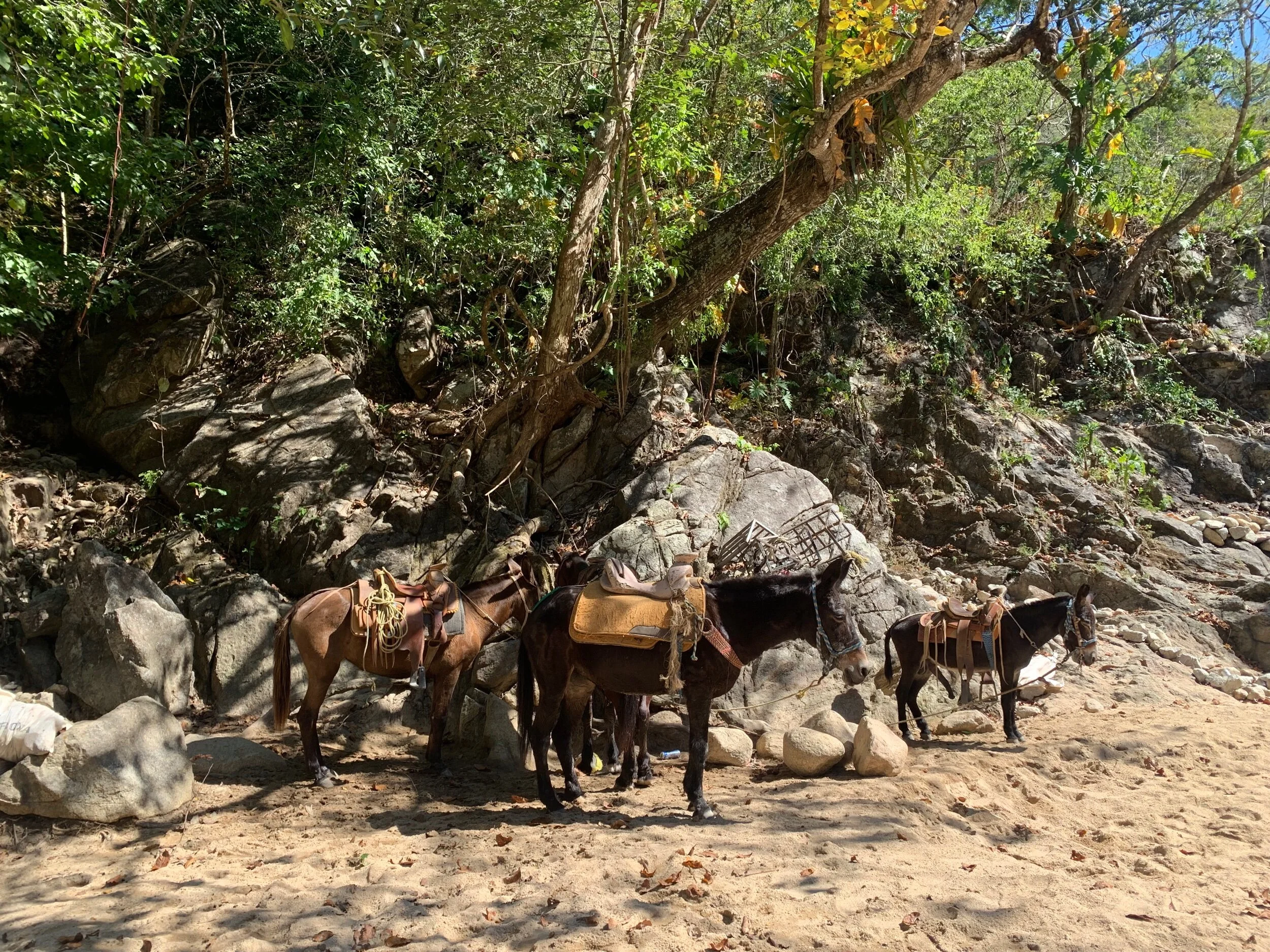 ED4DAF8A-9AD0-47DB-9A83-4EF6B543D003