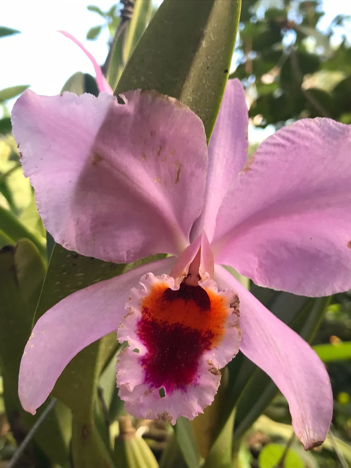 Close-up of orchid in bloom at Puerto Vallarta Botanical Gardens tour.