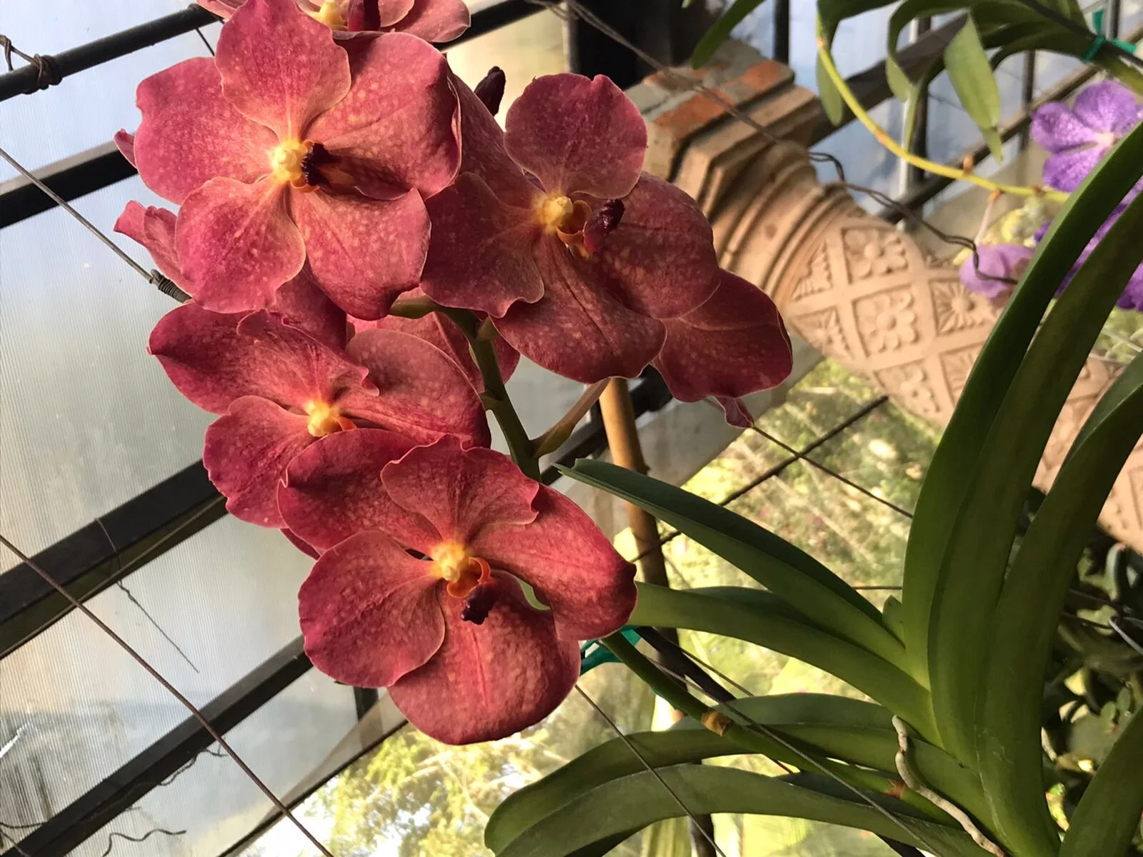 Orchid flowers in bloom on My Deztination Puerto Vallarta garden tour.