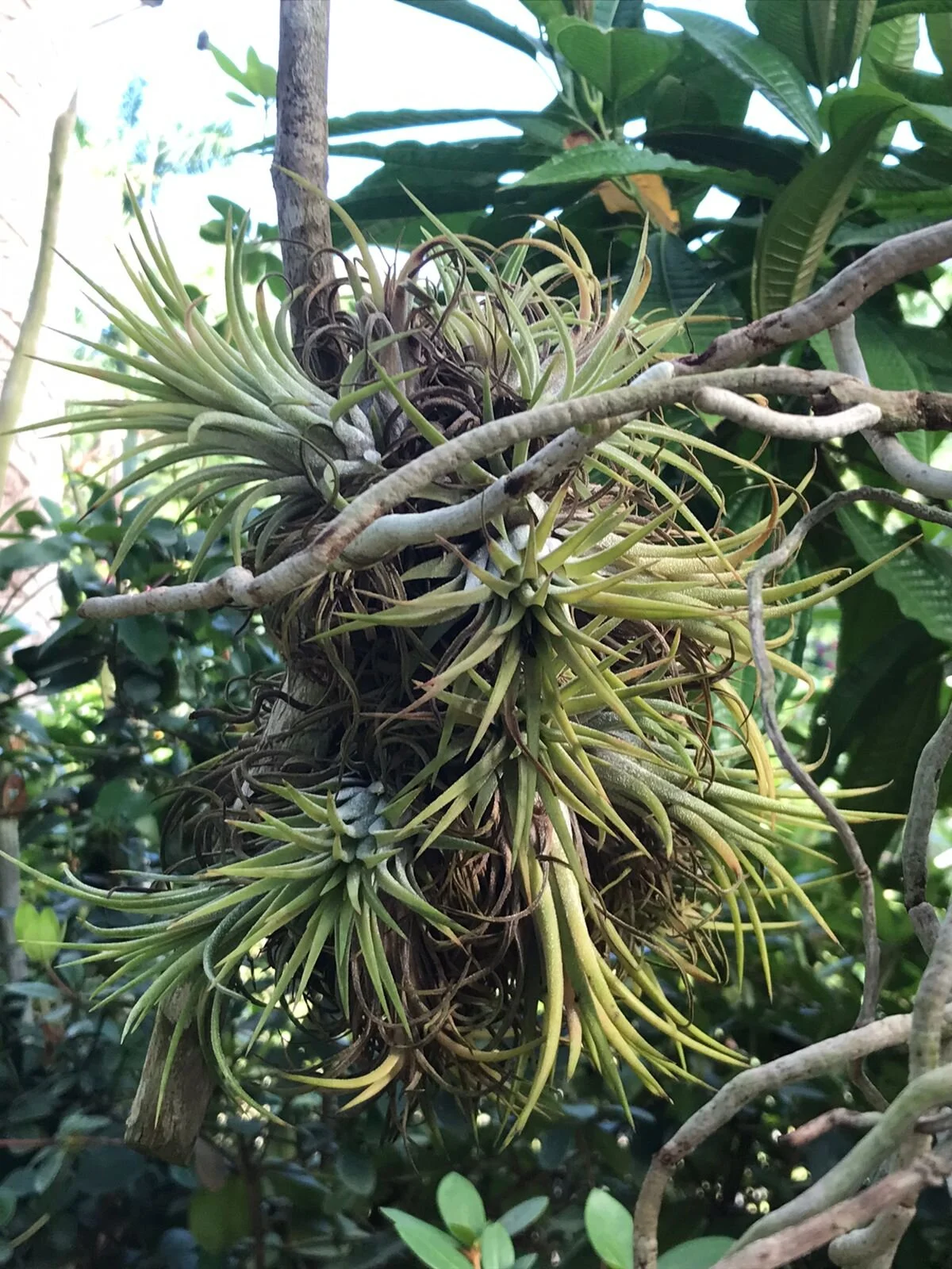 Aloe vera-style plant cluster suspended on branch in botanical gardens.