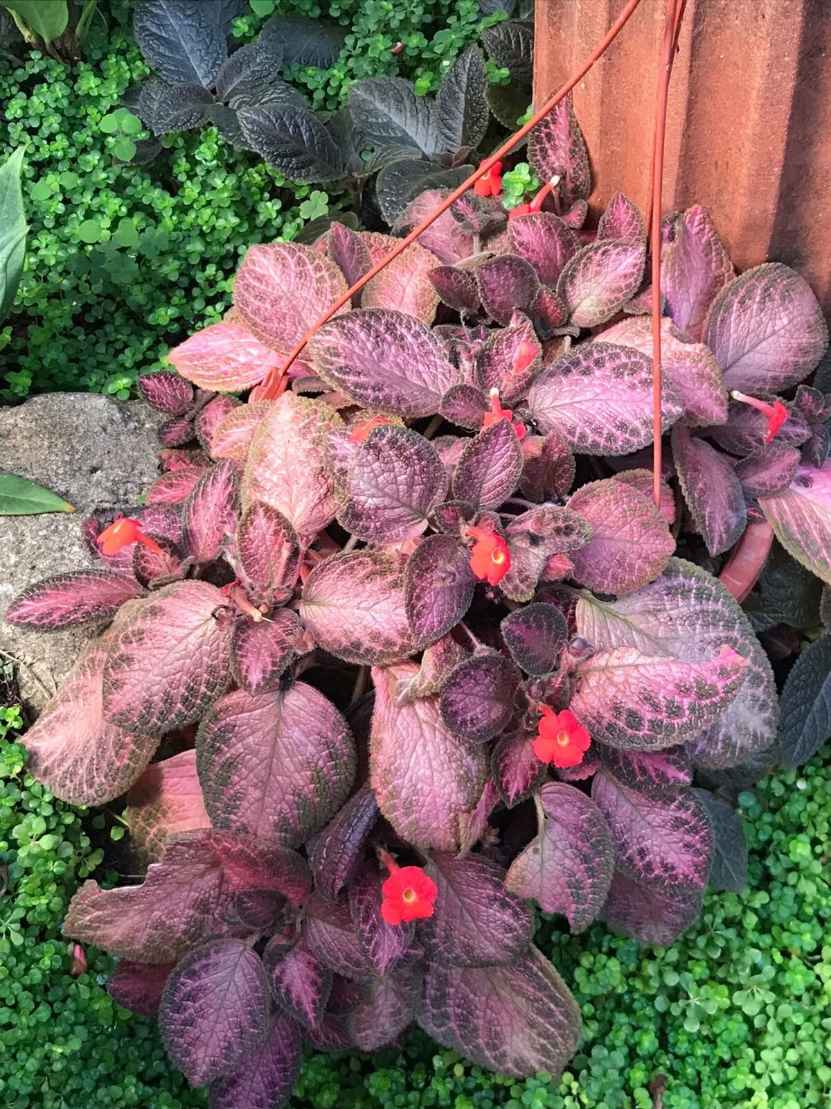 Plant with purple leaves and red flowers growing in botanical gardens.