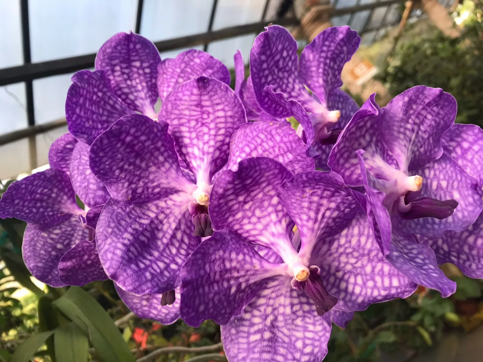 Close-up of purple orchids in Puerto Vallarta Botanical Gardens.