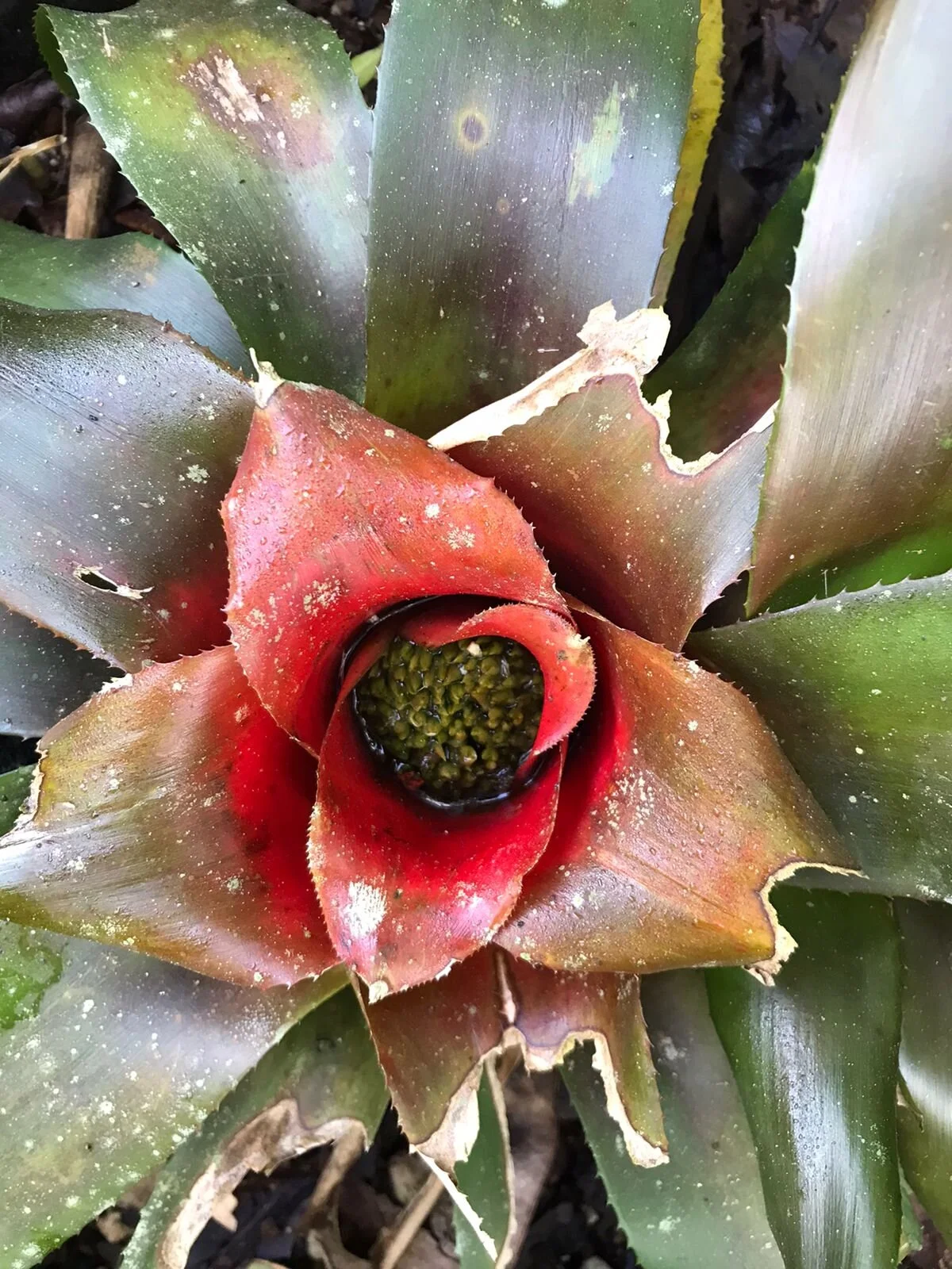 Unique tropical plant in Puerto Vallarta Botanical Gardens with My Deztination.