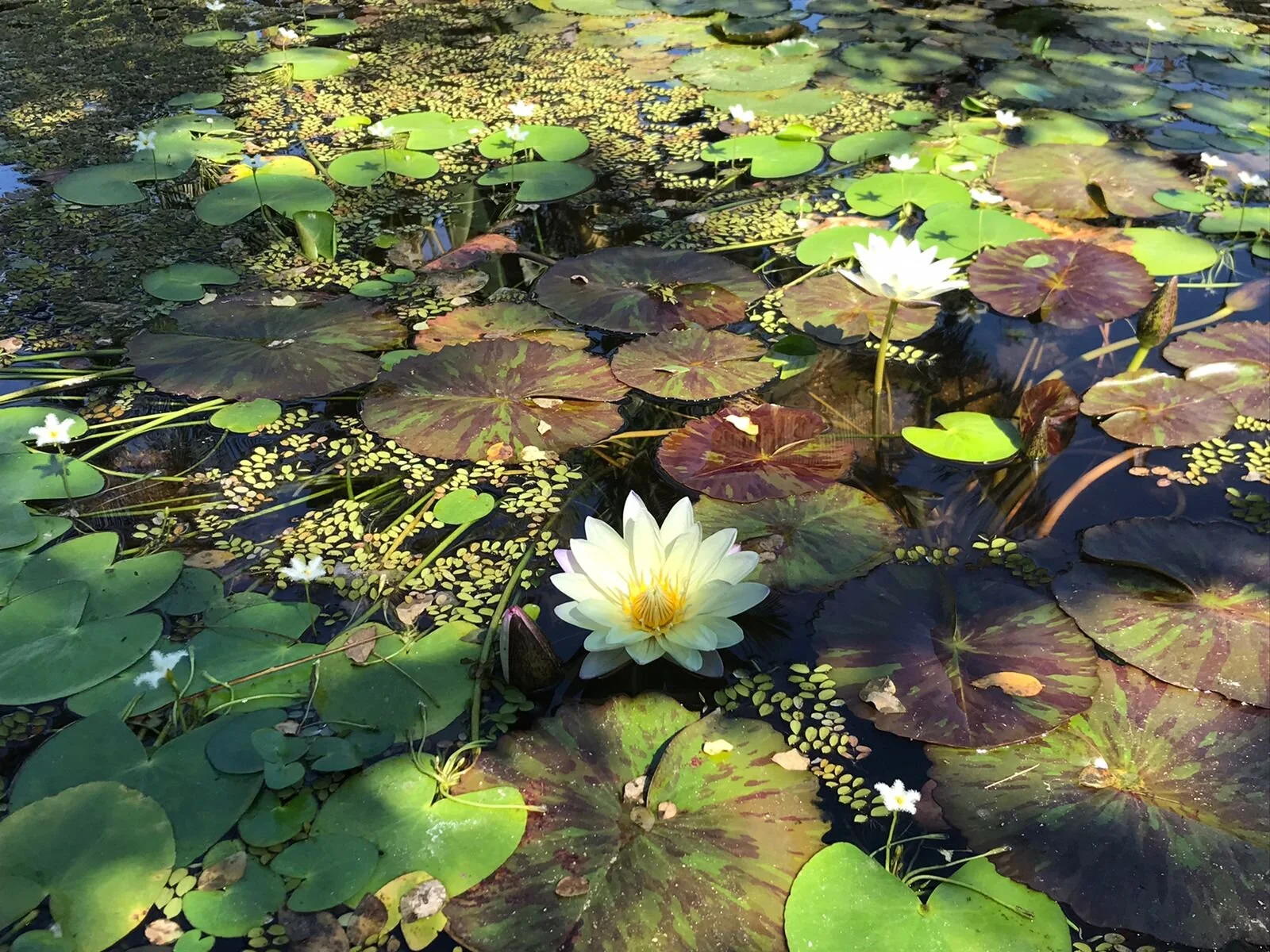 Pond filled with lilies and lily pads in Puerto Vallarta Botanical Gardens.