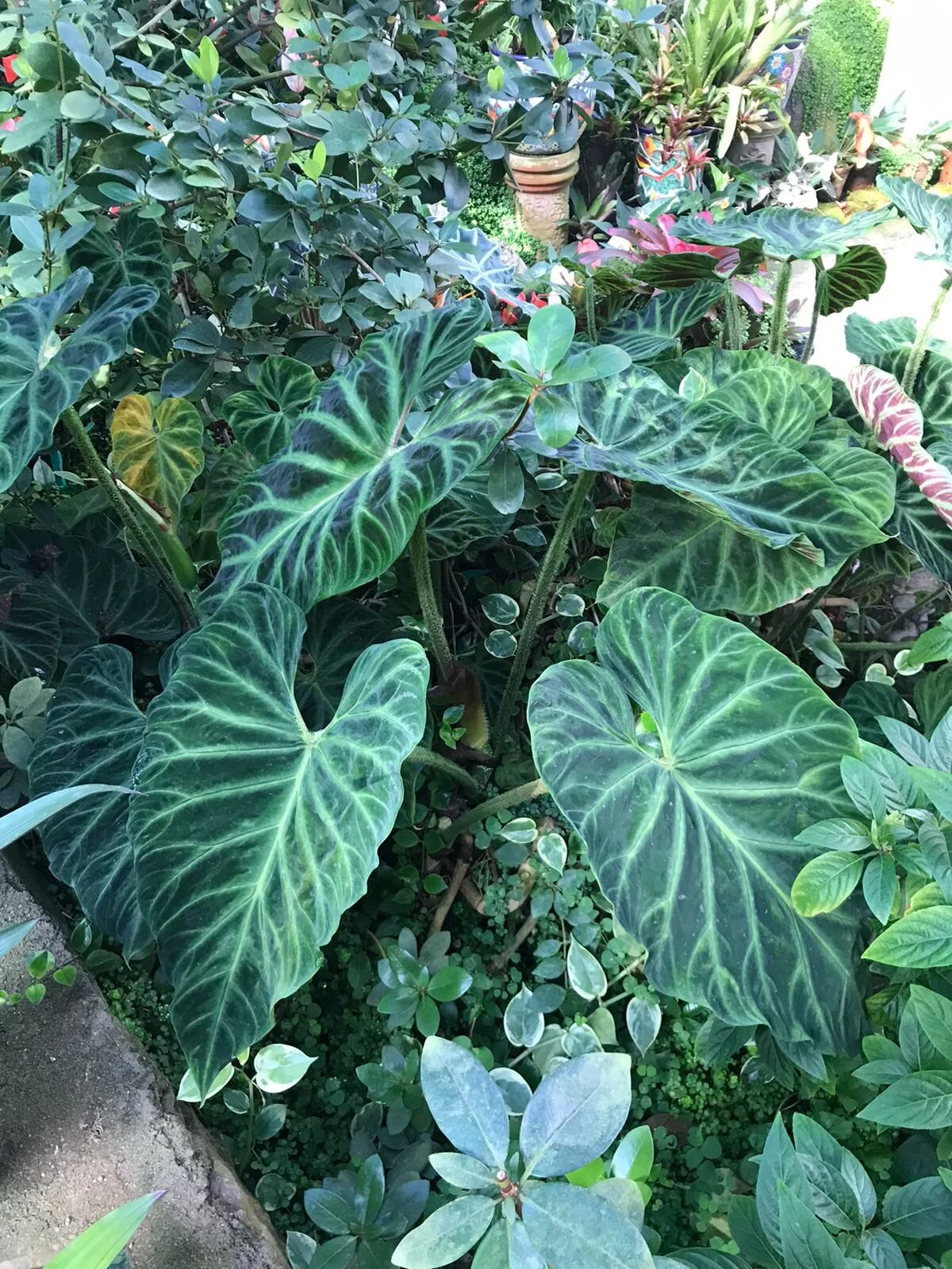 Large green leaves in tropical display at botanical gardens with My Deztination.