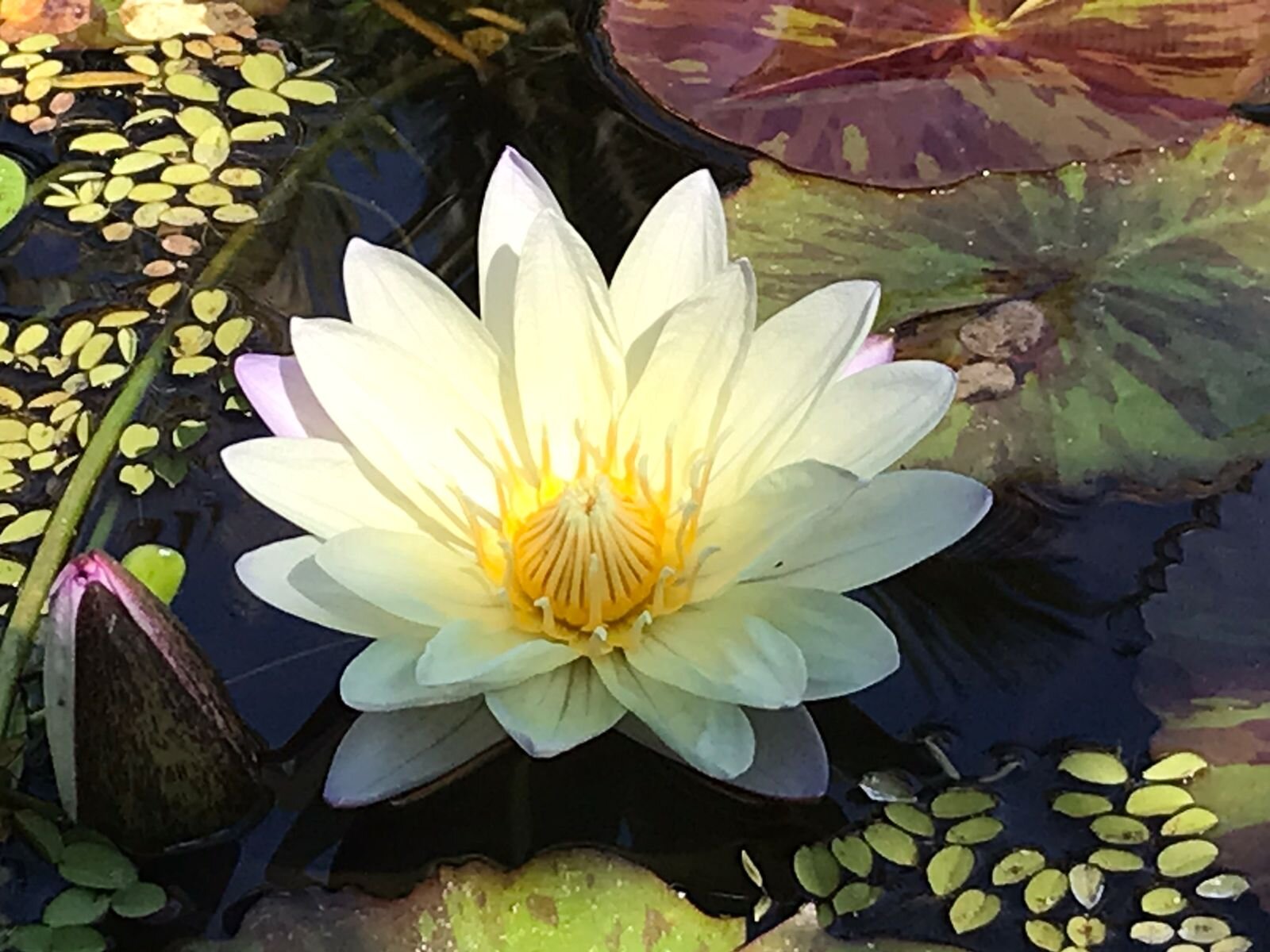 Close-up of white lily flower in botanical gardens with My Deztination.