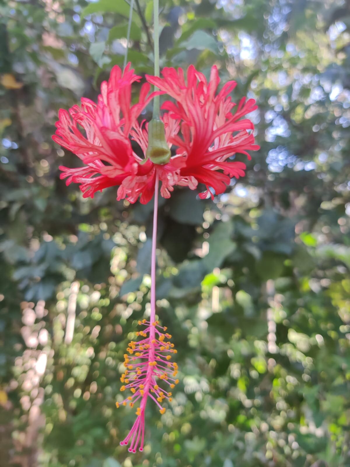 Bright red tropical flower in bloom at Puerto Vallarta Botanical Gardens.