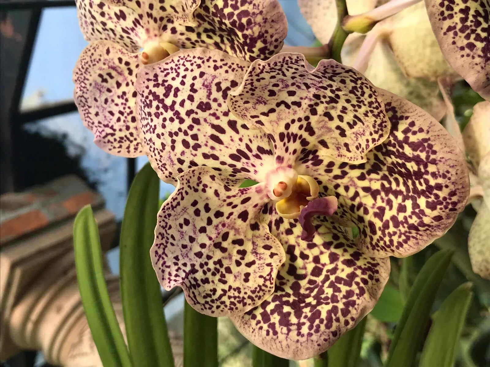 Close-up of exotic orchid in botanical gardens on My Deztination tour.