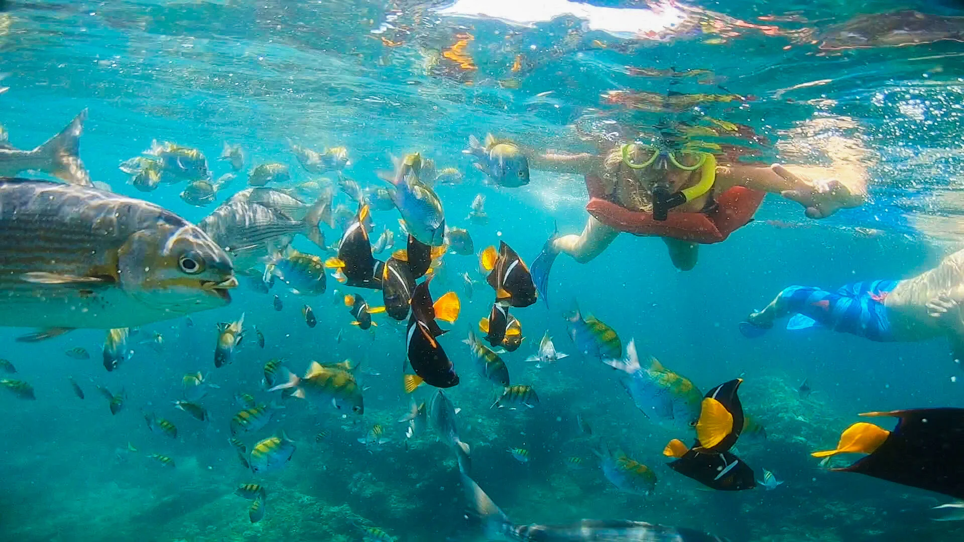 Guests snorkeling with tropical fish on My Deztination yacht excursion.