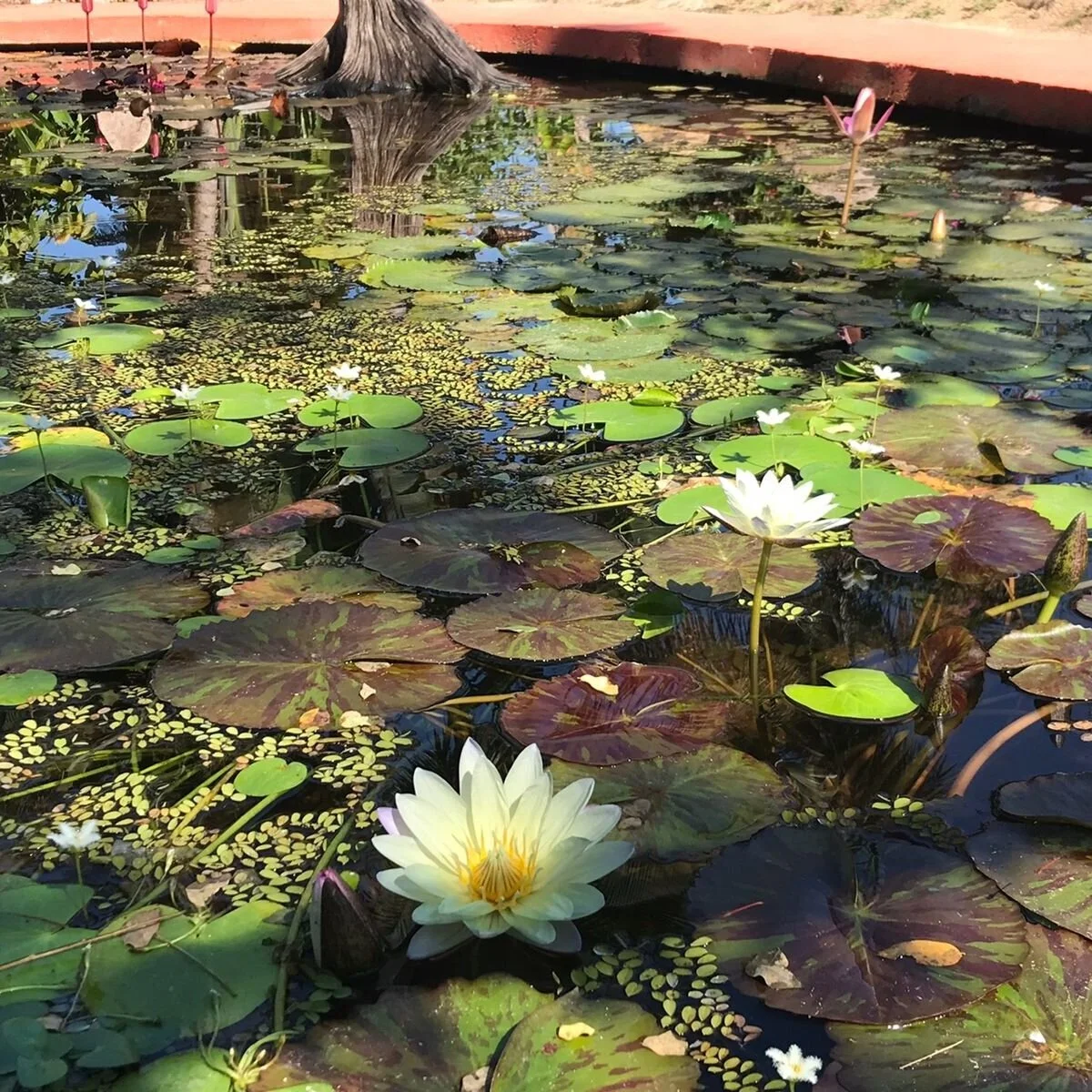 Pond with lily pads at Puerto Vallarta Botanical Gardens on My Deztination tour