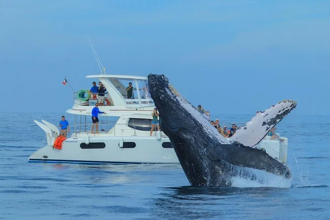 Yacht cruising during whale season with whale breaching in foreground, My Deztination adventure.