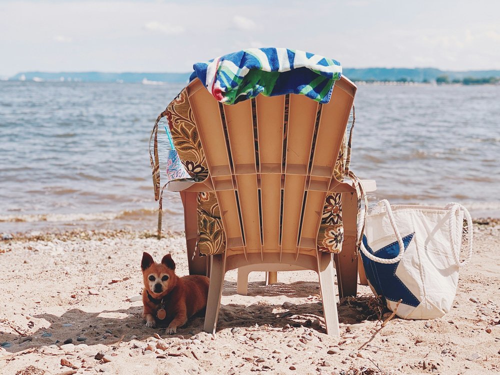 Travel to Mexico With a Dog: Ultimate Guide for Pet-Friendly Trips