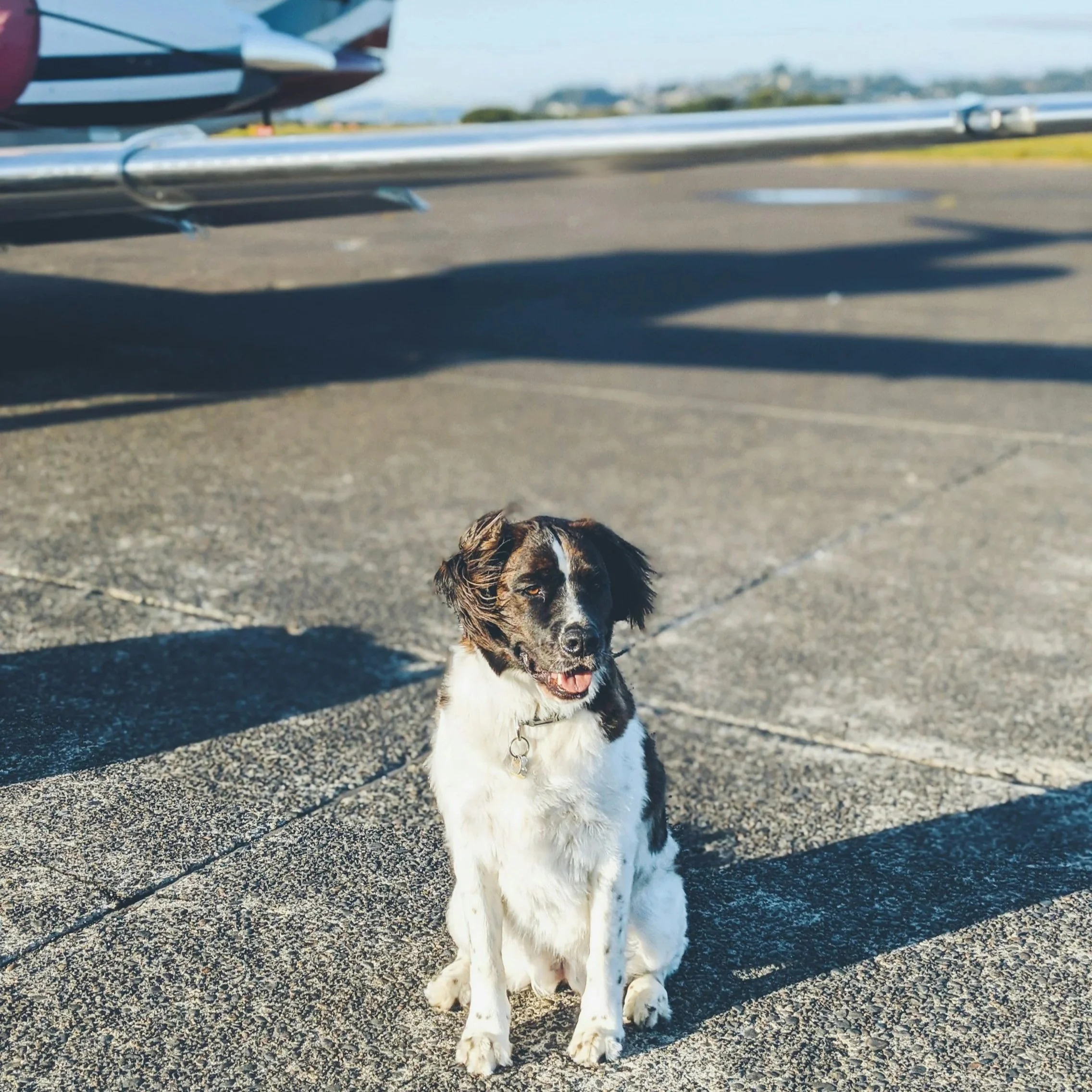 Dog sat on a run way after successfully relocating to Mexico with his owners who relocated with the support of My Deztination