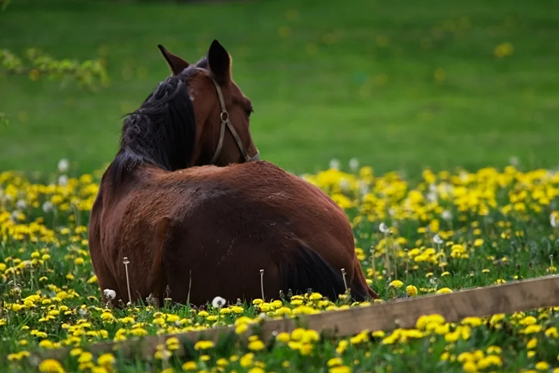 Horse Resting