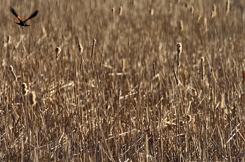Red Winged Blackbird in Flight
