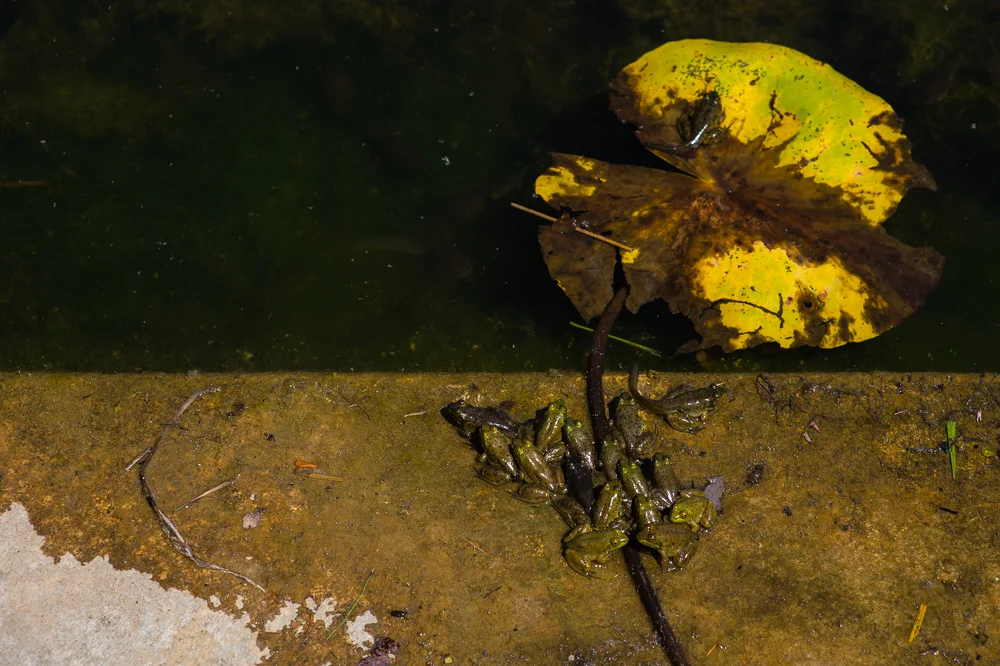 Tadpoles in Transition