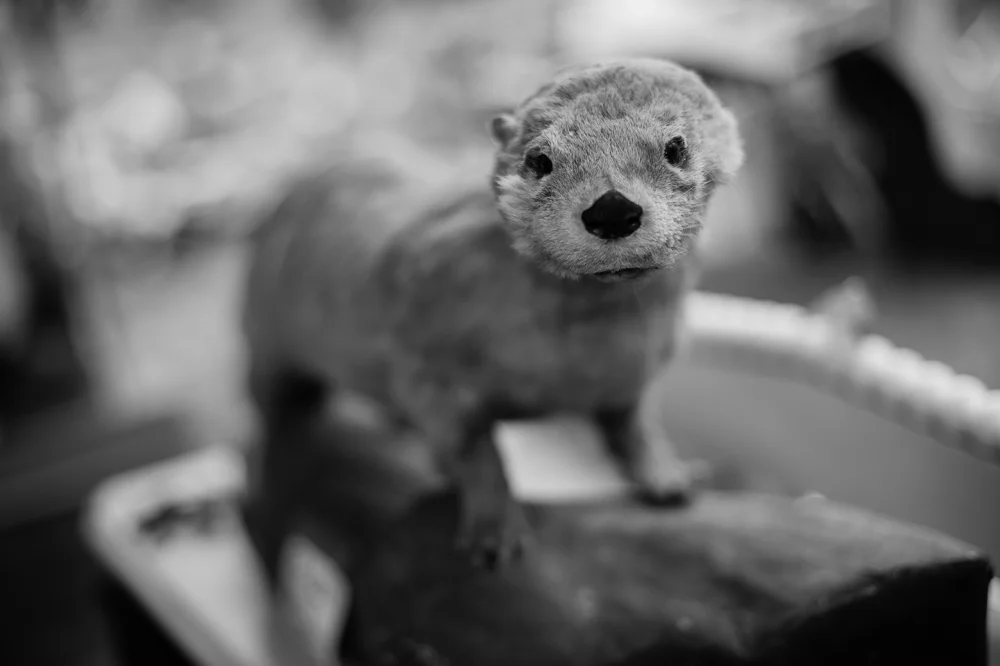 Taxidermy