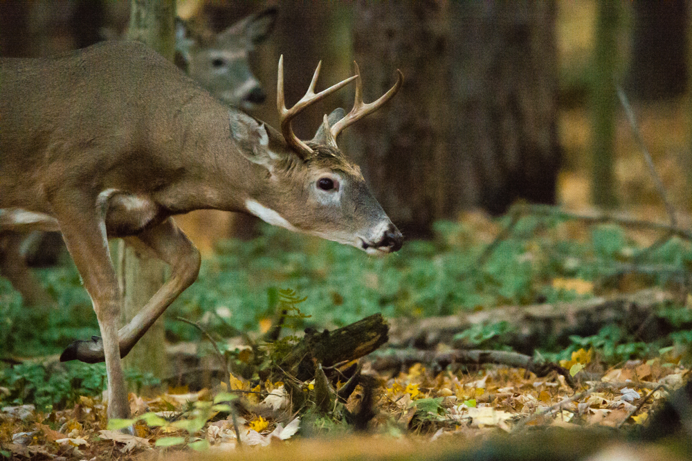 RockyRiverMetroPark