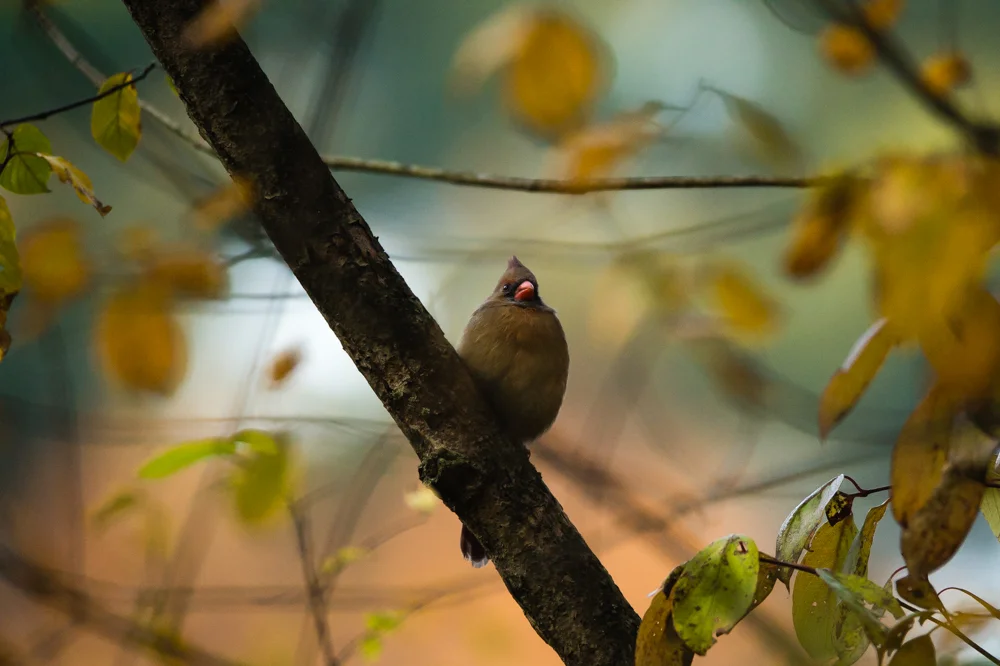RockyRiverMetroPark