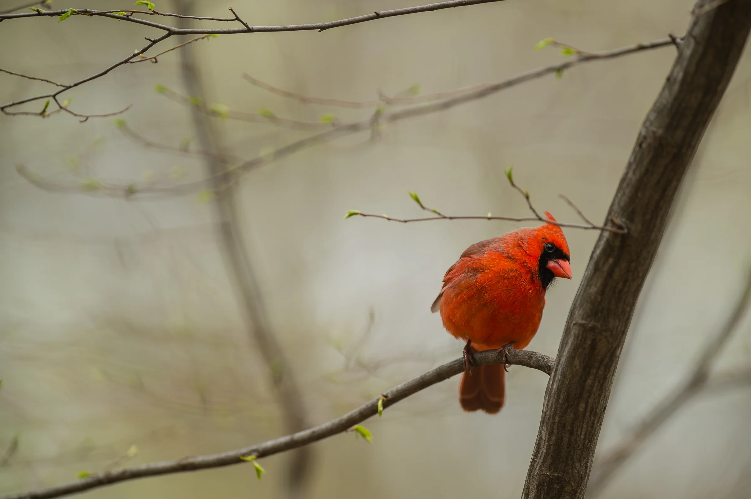 20170421SeiberlingBirding1515.jpg