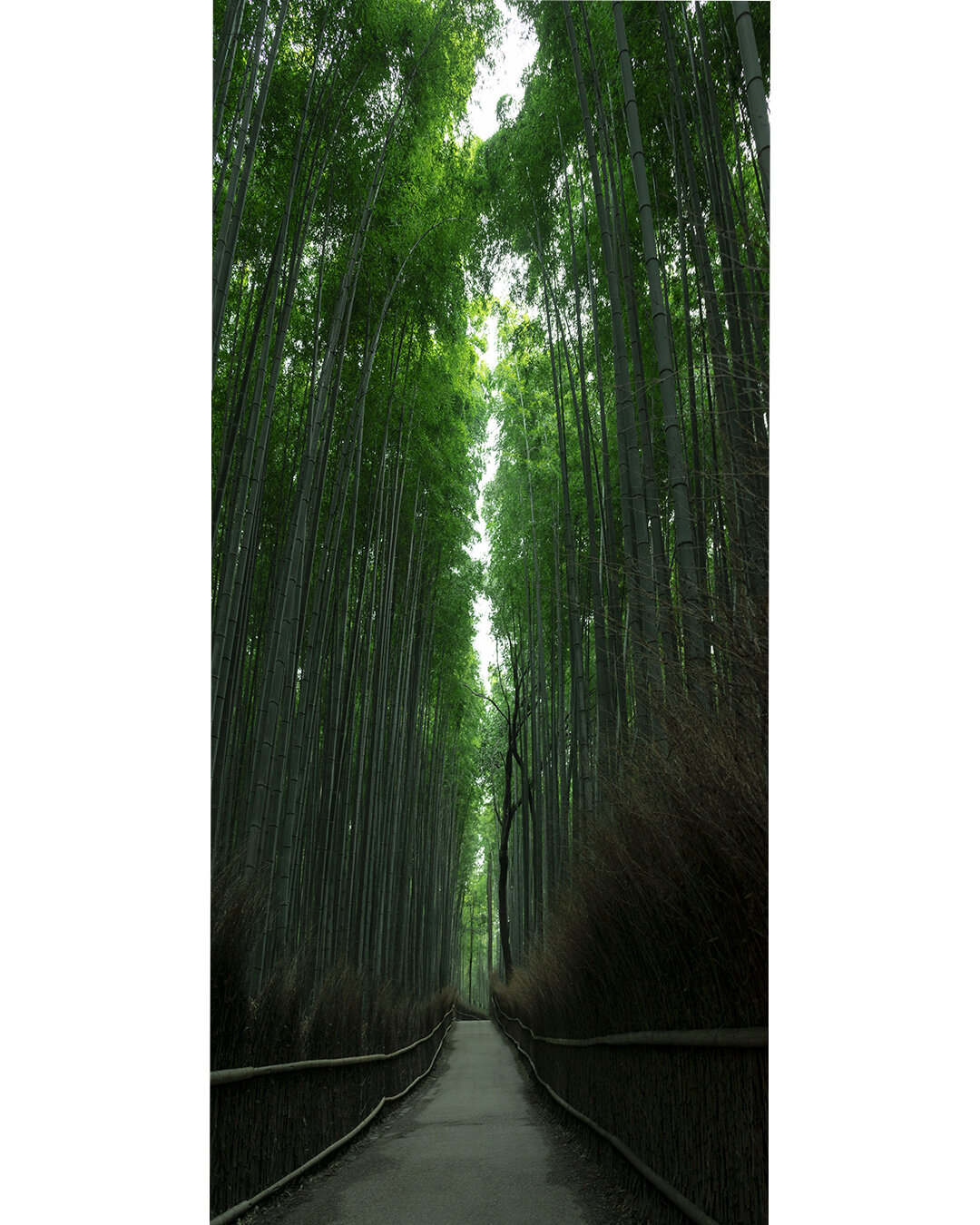 Arashiyama