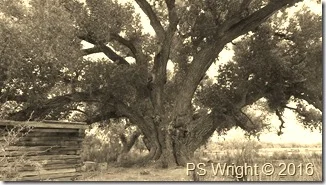 Tree and Miner's RR Shack-San Pedro Riparian, AZ