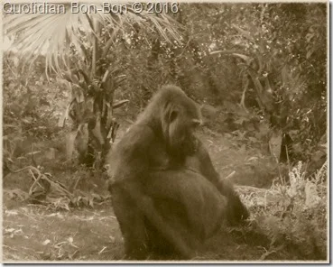 gorilla