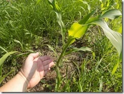 I give you, my corn - in July