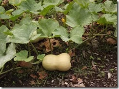 squash