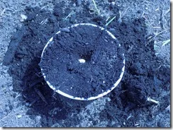 tops of cups for squash and pumpkins (10)