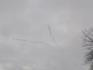 geese(1).jpg