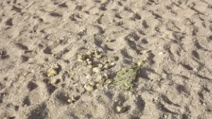 horsepooponthebeach.jpg