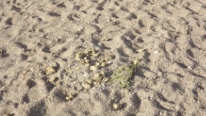 horsepooponthebeach.jpg