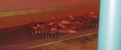 Juvenile alligators in the Living With The Land attraction at EPCOT