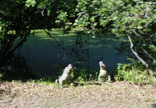 A pair of artificial alligators are much safer for Walt Disney World Railroad passengers.