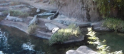 Alligators on African Safari Tour at Animal Kingdom