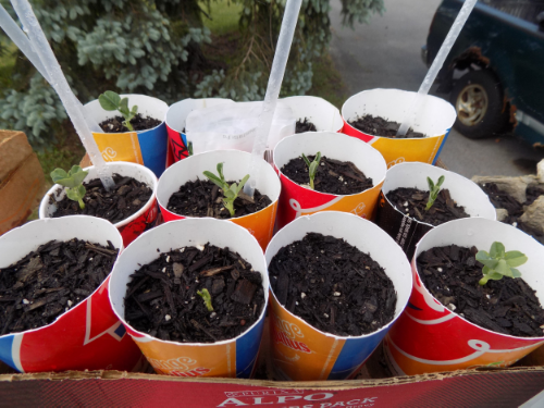 Peas just sprouting