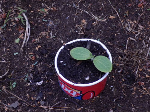 Pumpkin sprout in cup sleave