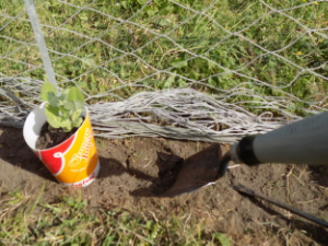 Dig a hole about half the depth of the cup.