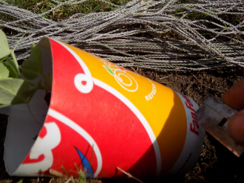Carefully cut the bottom off. Don't cut too deep or you might accidentally cut off the roots.