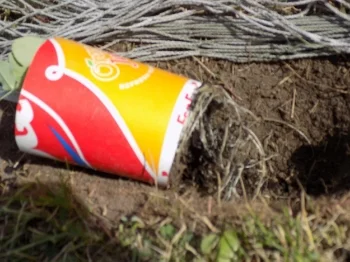 Gently free any roots at the bottom of the cup.