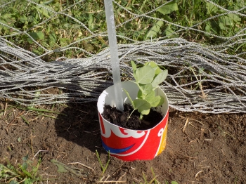 Place the cup into the hole, and fill in with soil. Pat to firm.