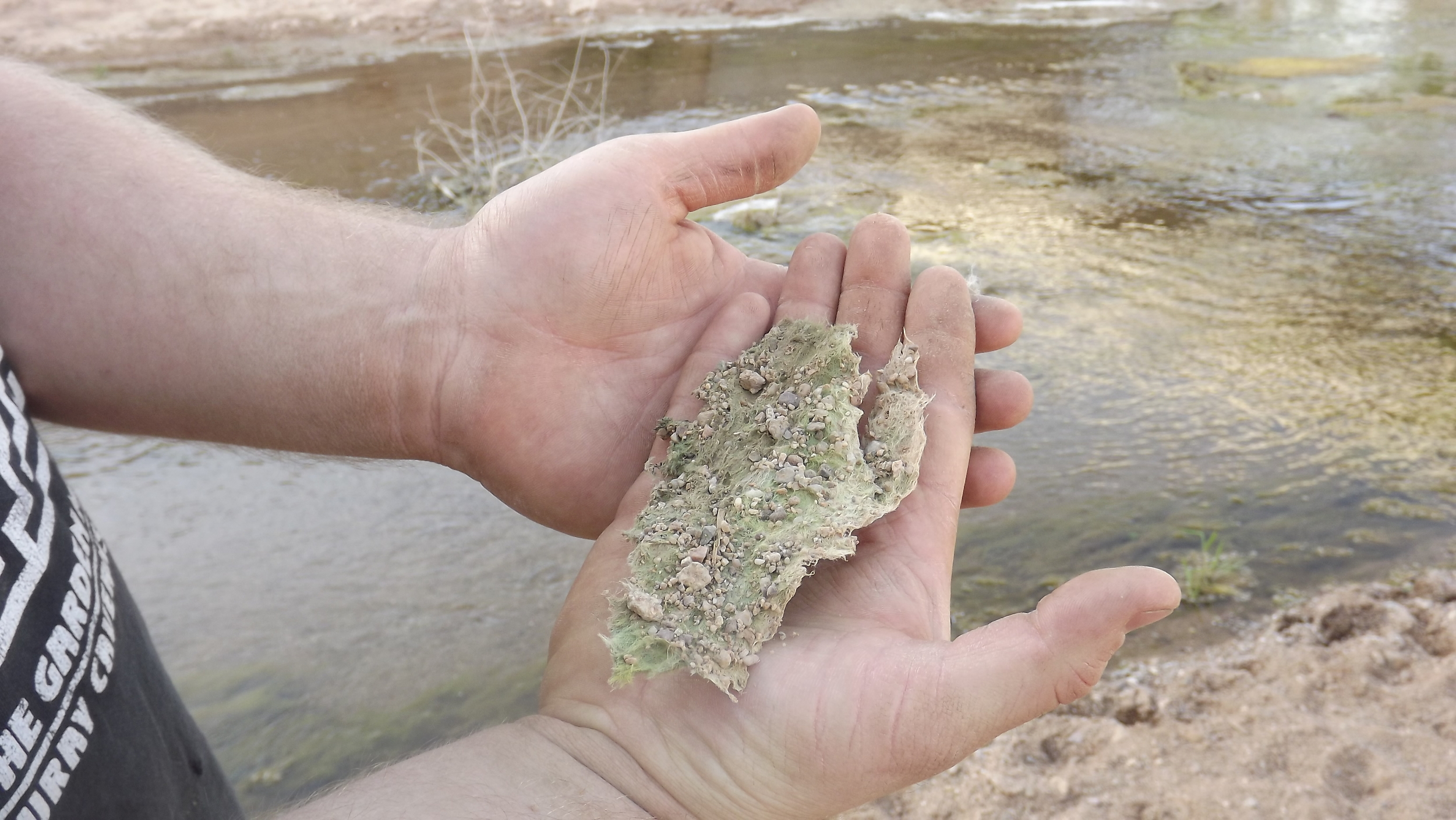 Dried algae on the bank of the San Pedro