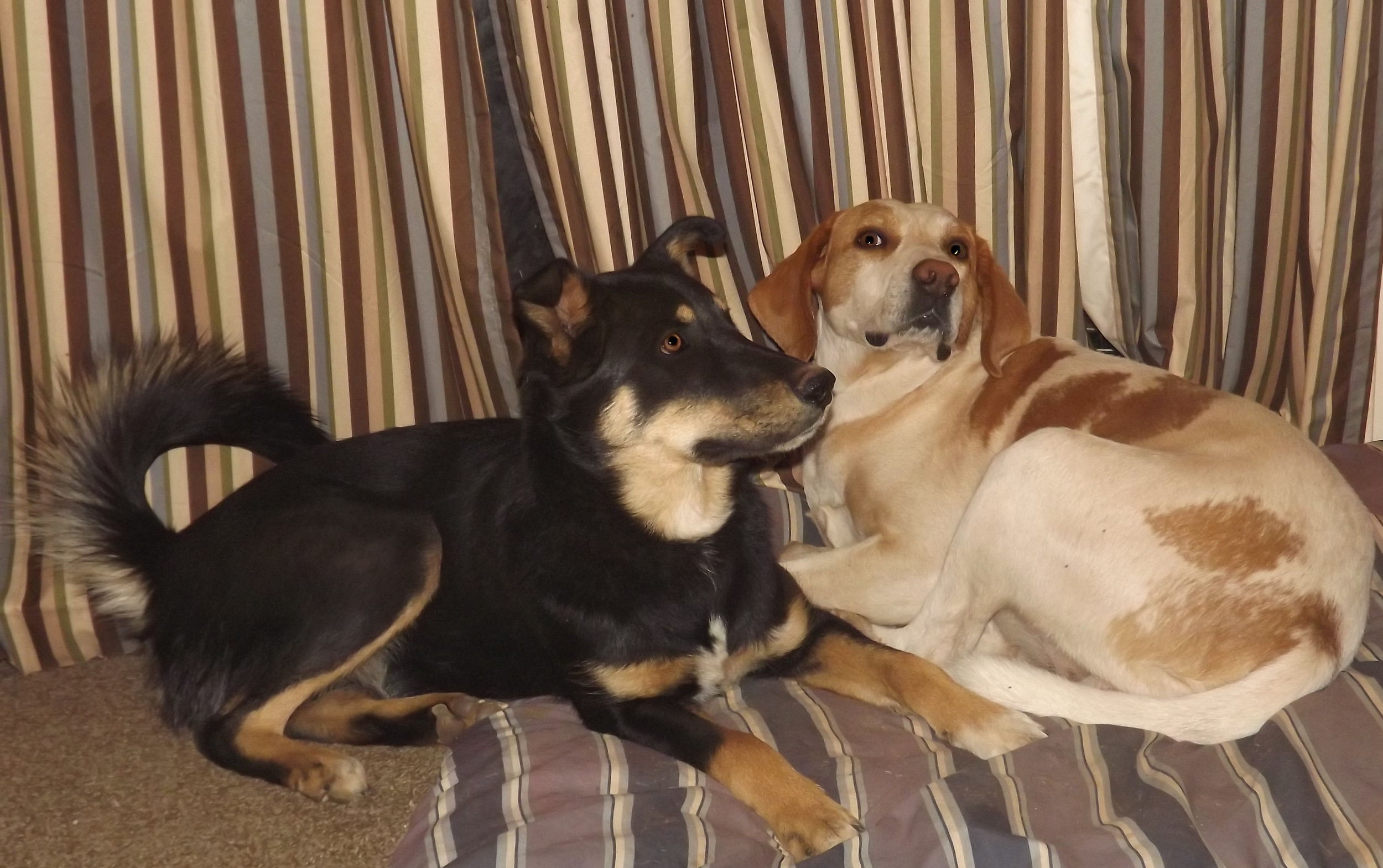 Dogs -Pupi and Jake